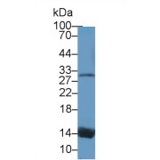 Western blot analysis of Dog Serum, using Dog TTR Antibody (1 µg/ml) and HRP-conjugated Goat Anti-Rabbit antibody (<a href="https://www.abbexa.com/index.php?route=product/search&amp;search=abx400043" target="_blank">abx400043</a>, 0.2 µg/ml).