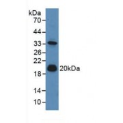 Western blot analysis of Mouse Liver Tissue.