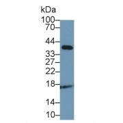 Western blot analysis of Dog Cerebrum lysate, using Dog ADM Antibody (1 µg/ml) and HRP-conjugated Goat Anti-Rabbit antibody (<a href="https://www.abbexa.com/index.php?route=product/search&amp;search=abx400043" target="_blank">abx400043</a>, 0.2 µg/ml).