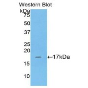 Western blot analysis of the recombinant protein.