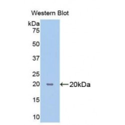 Peptidylprolyl Isomerase B / CYPB (PPIB) Antibody
