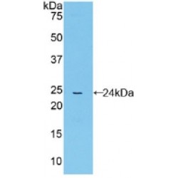 Peptidylprolyl Isomerase D / CYPD (PPID) Antibody