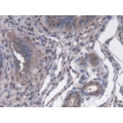 Peptidylprolyl Isomerase D / CYPD (PPID) Antibody