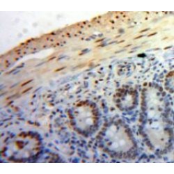 Peptidylprolyl Isomerase D / CYPD (PPID) Antibody