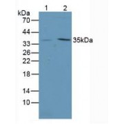 Western blot analysis of (1) Mouse Intestine Tissue and (2) Mouse Stomach Tissue.
