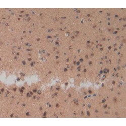 Neuropeptide S (NPS) Antibody