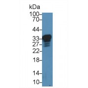 Western blot analysis of Rat Cerebrum lysate, using Mouse PRNP Antibody (2 µg/ml) and HRP-conjugated Goat Anti-Rabbit antibody (<a href="https://www.abbexa.com/index.php?route=product/search&amp;search=abx400043" target="_blank">abx400043</a>, 0.2 µg/ml).