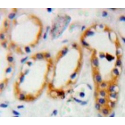 Prion Protein (PRNP) Antibody