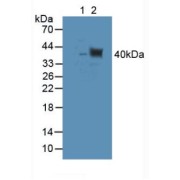 Western blot analysis of (1) Rat Kidney Tissue and (2) Mouse Testis Tissue.