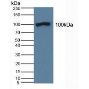 Western blot analysis of Pig Kidney Tissue.