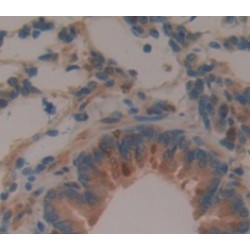 Amine Oxidase Copper Containing 1 (AOC1) Antibody