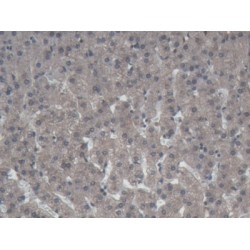 Amine Oxidase Copper Containing 1 (AOC1) Antibody