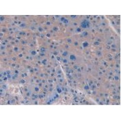 Interleukin 15 (IL15) Antibody