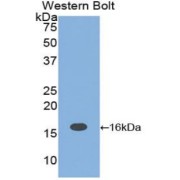 Western blot analysis of the recombinant protein.