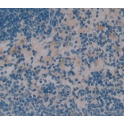 Interleukin 16 (IL16) Antibody