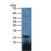 Western blot analysis of Chicken Spleen Tissue.