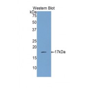 Western blot analysis of the recombinant protein.