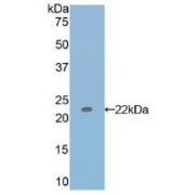 Western blot analysis of recombinant Dog IL17.