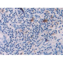 Interleukin 18 (IL18) Antibody