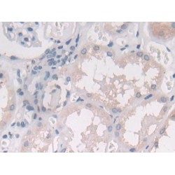 Interleukin 25 (IL25) Antibody