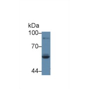 Western blot analysis of Human Saliva, using Rat LPO Antibody (5 µg/ml) and HRP-conjugated Goat Anti-Rabbit antibody (<a href="https://www.abbexa.com/index.php?route=product/search&amp;search=abx400043" target="_blank">abx400043</a>, 0.2 µg/ml).