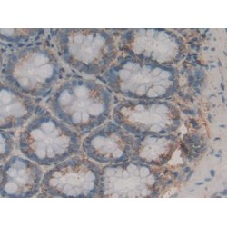 Lactoperoxidase (LPO) Antibody