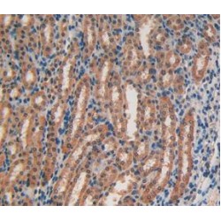 Lactoperoxidase (LPO) Antibody