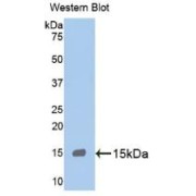 Western blot analysis of recombinant Human MPO.