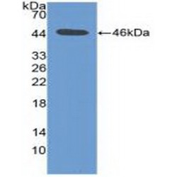 Serine/Threonine-Protein Kinase Pim-1 (PIM1) Antibody