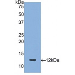 Proteoglycan 4 (PRG4) Antibody