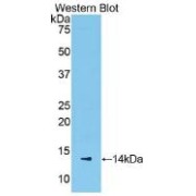 Western blot analysis of recombinant Mouse SAA1 Protein.