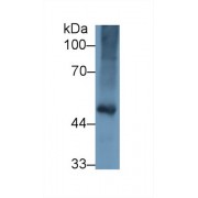Western blot analysis of Chicken Kidney lysate, using Chicken FGg Antibody (1 µg/ml) and HRP-conjugated Goat Anti-Rabbit antibody (<a href="https://www.abbexa.com/index.php?route=product/search&amp;search=abx400043" target="_blank">abx400043</a>, 0.2 µg/ml).