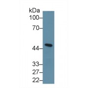 Western blot analysis of Mouse Cerebellum lysate, using Human INHbA Antibody (1 µg/ml) and HRP-conjugated Goat Anti-Rabbit antibody (<a href="https://www.abbexa.com/index.php?route=product/search&amp;search=abx400043" target="_blank">abx400043</a>, 0.2 µg/ml).