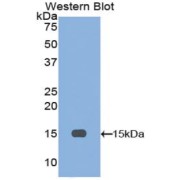 Western blot analysis of the recombinant protein.