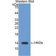 Western blot analysis of the recombinant protein.