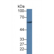 Western blot analysis of Human HepG2 cell lysate, using Human NUCB2 Antibody (1 µg/ml) and HRP-conjugated Goat Anti-Rabbit antibody (<a href="https://www.abbexa.com/index.php?route=product/search&amp;search=abx400043" target="_blank">abx400043</a>, 0.2 µg/ml).