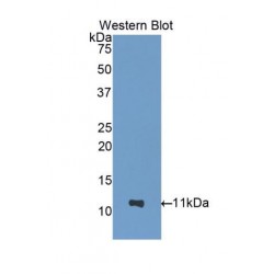 Nucleobindin 2 (NUCB2) Antibody