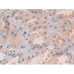 Nucleobindin 2 (NUCB2) Antibody