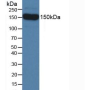 Western blot analysis of Mouse Serum.