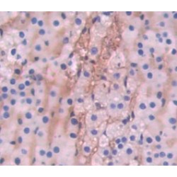 Semaphorin 5B (SEMA5B) Antibody