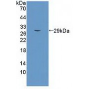 Western blot analysis of recombinant Human SEMA5B.