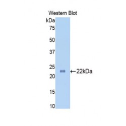 Slit Homolog 1 (Slit1) Antibody