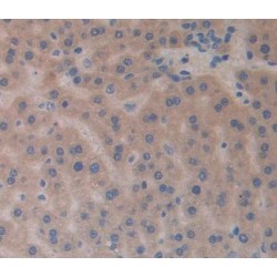 Slit Homolog 3 (SLIT3) Antibody