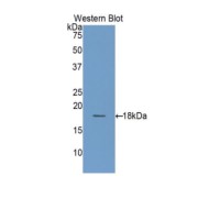 Western blot analysis of the recombinant protein.