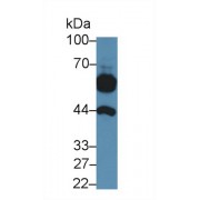 Western blot analysis of Dog Cerebrum lysate, using Dog aFP Antibody (5 µg/ml) and HRP-conjugated Goat Anti-Rabbit antibody (<a href="https://www.abbexa.com/index.php?route=product/search&amp;search=abx400043" target="_blank">abx400043</a>, 0.2 µg/ml).