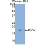 Western blot analysis of recombinant Mouse aLA.