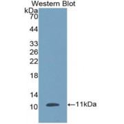 Western blot analysis of the recombinant protein.