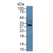 Western blot analysis of Cavia Cerebrum lysate, using Cavia IFNa Antibody (2 µg/ml) and HRP-conjugated Goat Anti-Rabbit antibody (<a href="https://www.abbexa.com/index.php?route=product/search&amp;search=abx400043" target="_blank">abx400043</a>, 0.2 µg/ml).