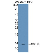 Western blot analysis of the recombinant protein.
