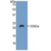 Western blot analysis of recombinant Mouse LAMa1.